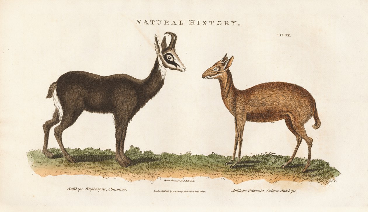 Antilope de Chine et antilope de Guinée - Sydenham Teast Edwards