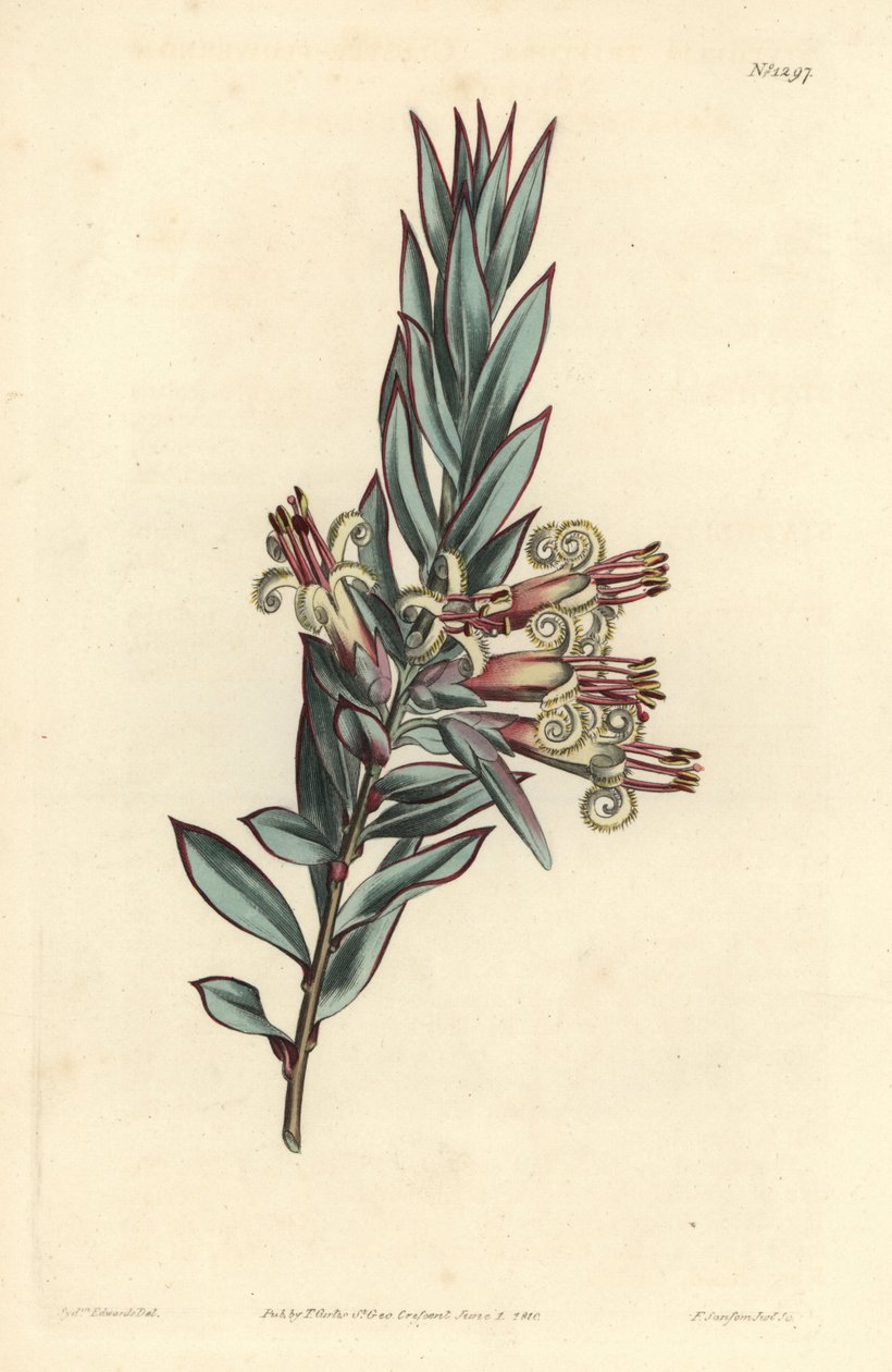 Styphelia à fleurs groupées, Styphelia triflora. Gravure à la main en cuivre par F. Sansom Jr. d