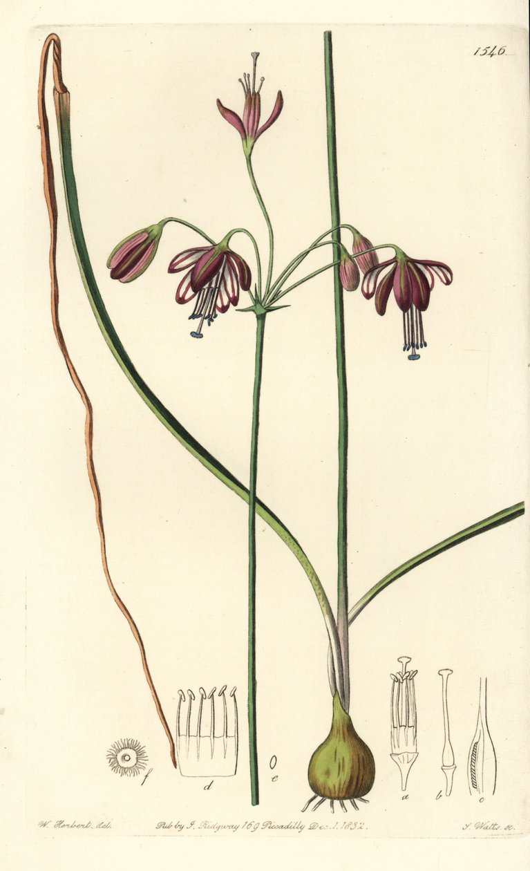 Corail du Mexique ou goutte de corail - Bessera elegans. Gravure à la main en couleur par S. Watts d