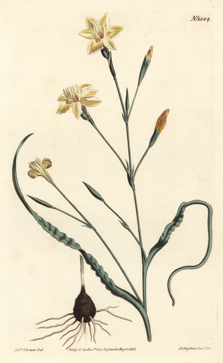 Moraea à feuilles frisées, Moraea crispa. Gravure à la main par F. Sansom Jr. d