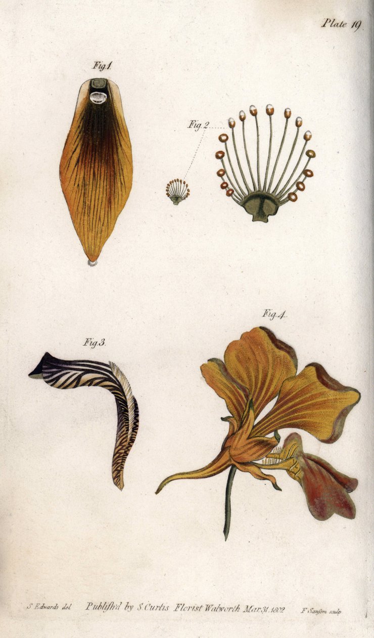 Description détaillée de la tige et de la couronne de la fritillaire. Gravure sur cuivre coloriée, illustration de Sydenham Edwards (1768-1819) pour les conférences de botanique, jardin botanique de Lambeth (Angleterre) - Sydenham Teast Edwards
