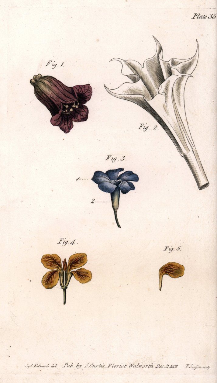 Différentes corolles : la belladone, la stramoine datura, la grande pervenche et la giroflée des murs (illustration de Sydenham Edwards) - Sydenham Teast Edwards