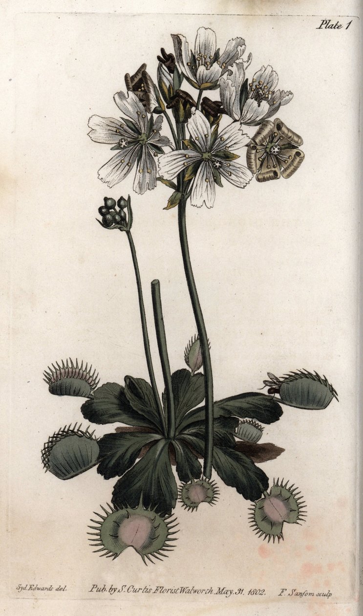 Dionée attrape-mouche (illustration de Sydenham Edwards) - Sydenham Teast Edwards