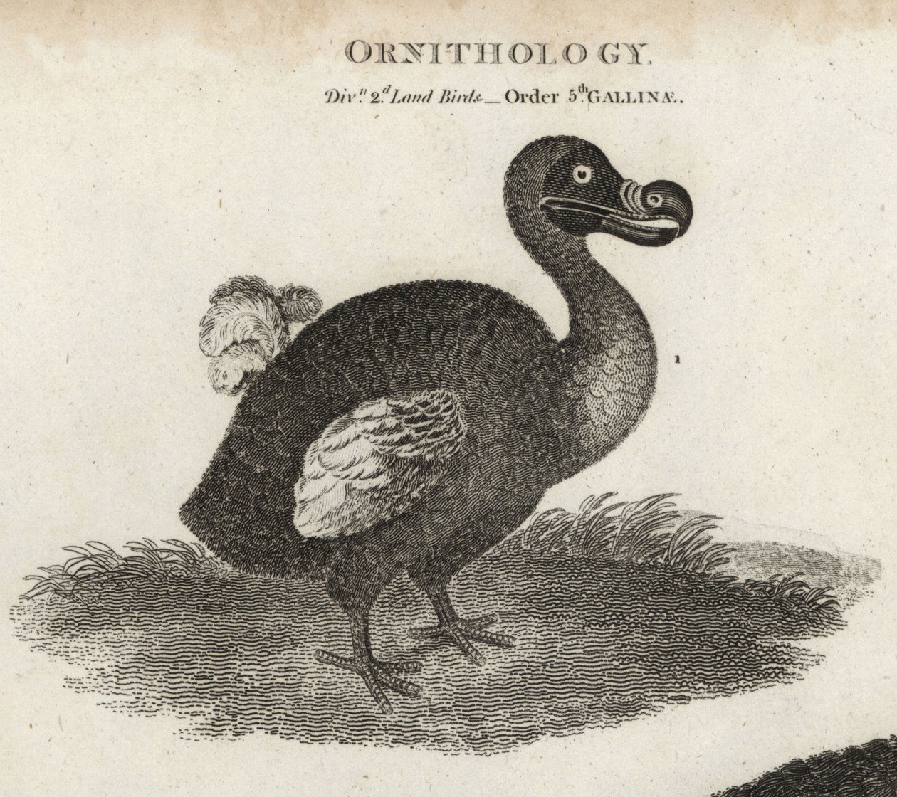 Dodo, Raphus cucullatus, oiseau éteint incapable de voler. Gravure sur cuivre par T. Milton d