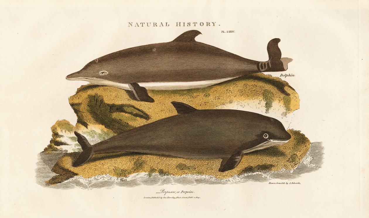 Dauphin et marsouin commun - Sydenham Teast Edwards