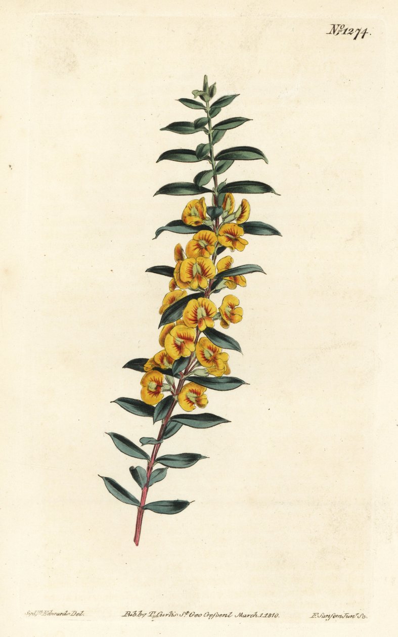 Eutaxie à feuilles de myrte - Sydenham Teast Edwards