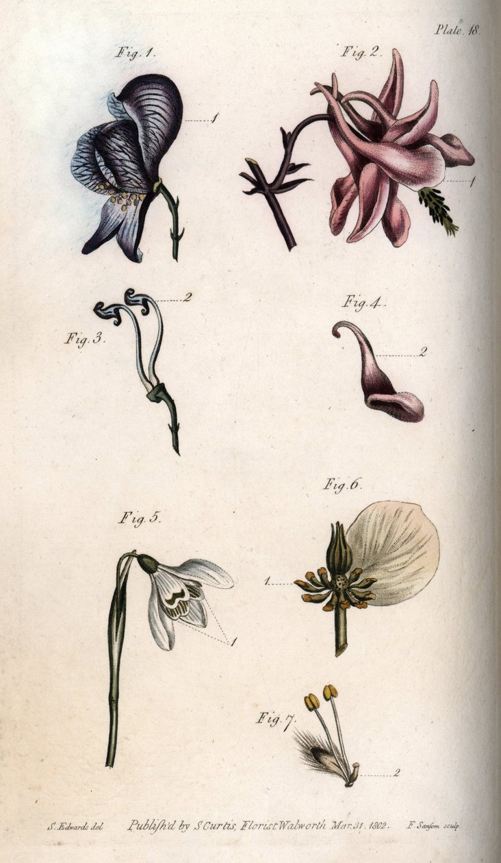 Fleurs d