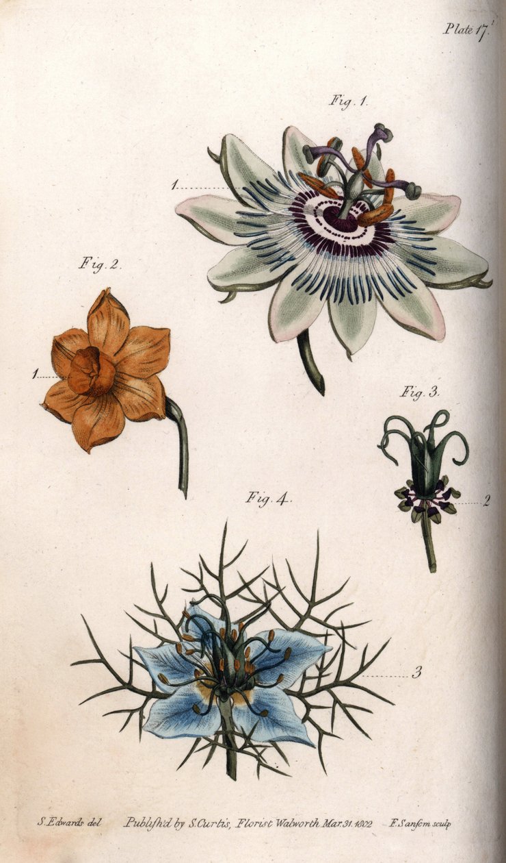Fleurs de fruit de la passion, narcisse et nigelle (illustration de Sydenham Edwards) - Sydenham Teast Edwards