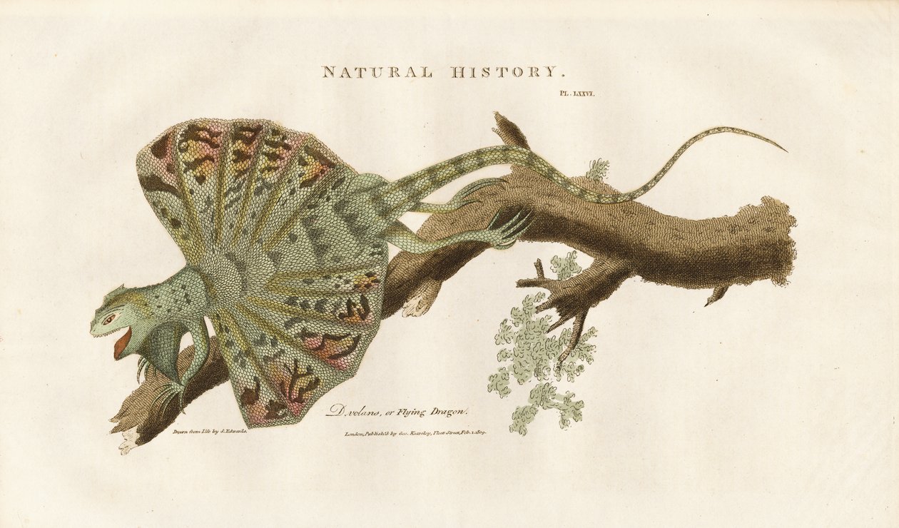 Dragon volant sur une branche - Sydenham Teast Edwards