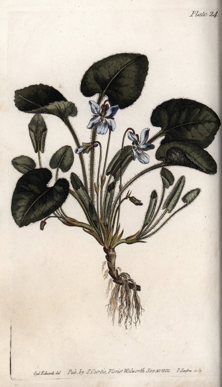 Violette odorante - Sydenham Teast Edwards