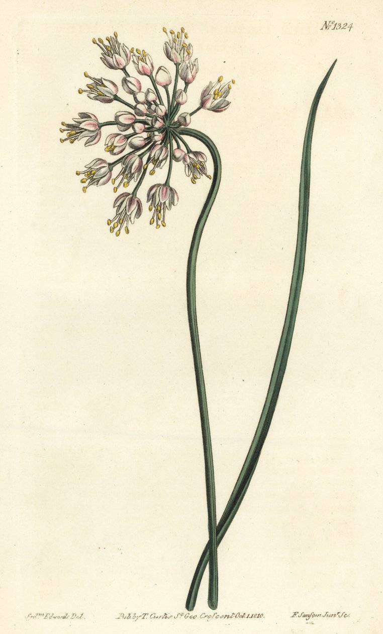Ail penché - Ail penché, poireau de dame ou ail à ombelle inclinée, Allium cernuum. Gravure à la main par F. Sansom Jr. d