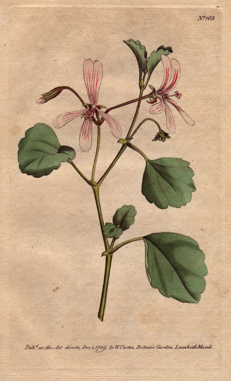 Géranium à feuilles d
