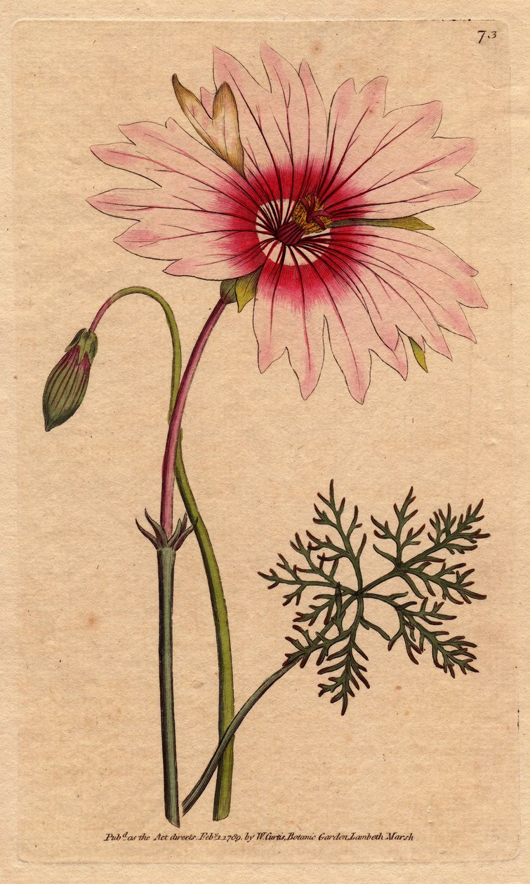Monsonia à grandes fleurs roses - Sydenham Teast Edwards