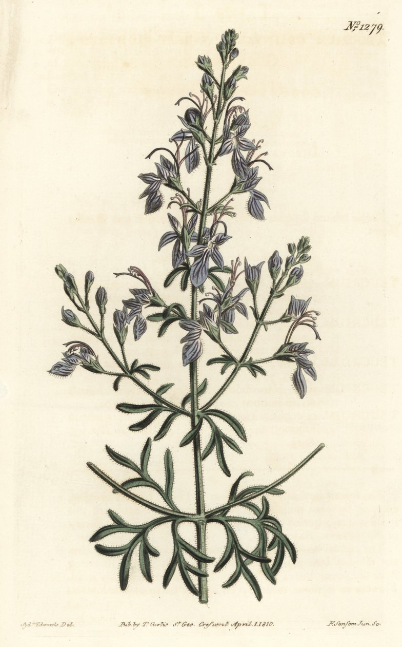 Germandrée d
