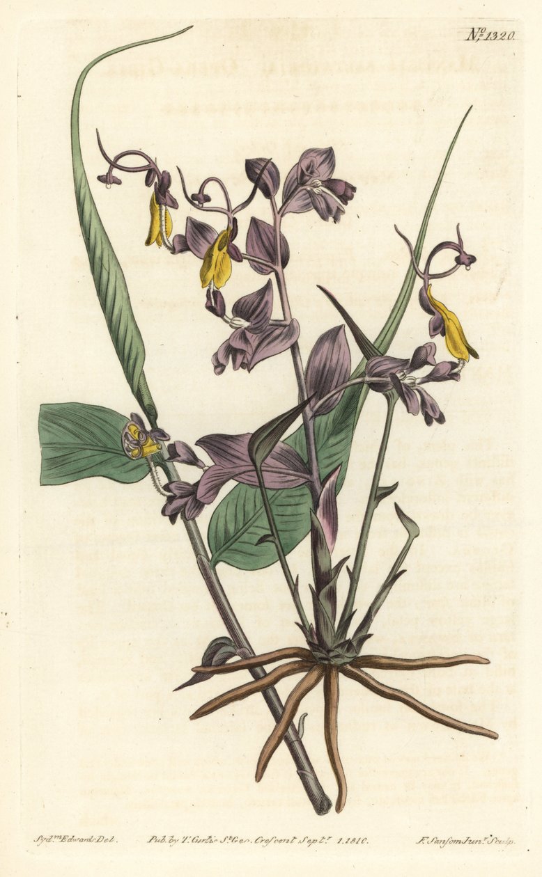 Globba radicalis (Opera girls, Mantisia saltatoria) - Sydenham Teast Edwards