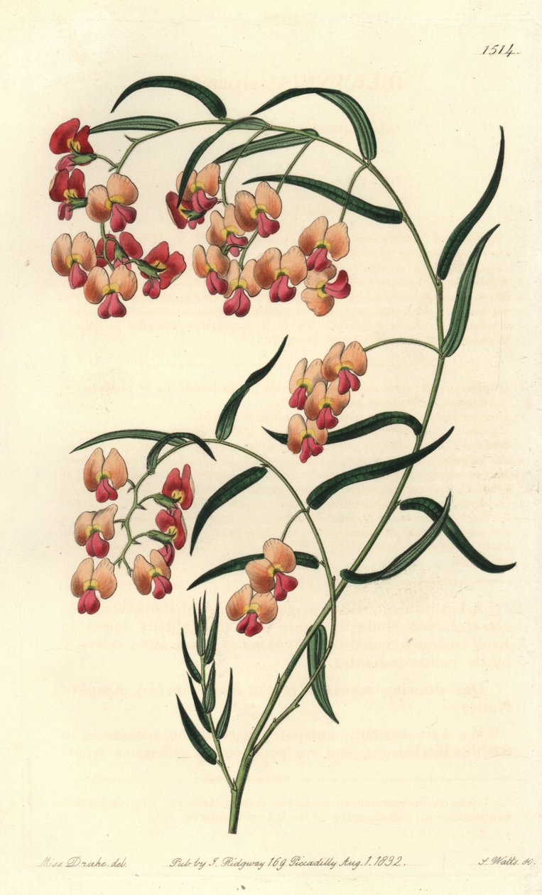 Dillwynia à feuilles de glycine, Dillwynia glycinifolia. Gravure à la main en couleur par S. Watts d
