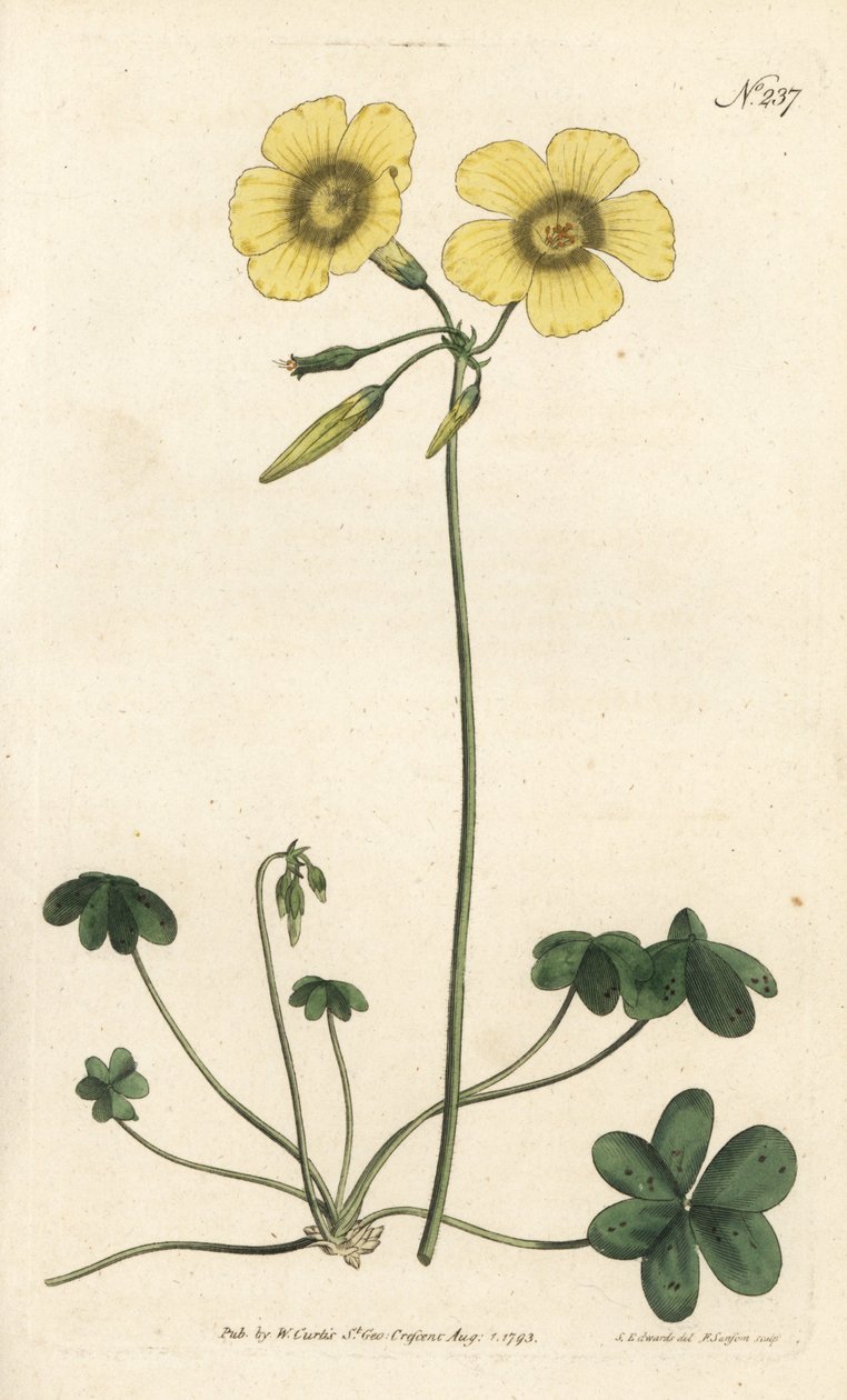 Oxalis caprina - Sydenham Teast Edwards