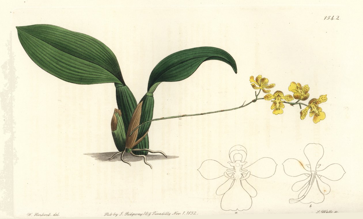 Orchidée Gomesa cornigera (Oncidium cornigerum) - Sydenham Teast Edwards