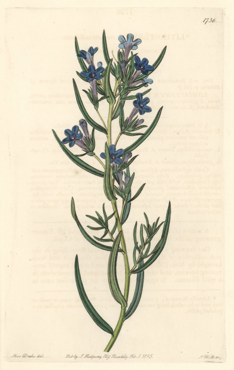 Gremil à feuilles de romarin, originaire de Sicile - du Botanical Register - Sydenham Teast Edwards