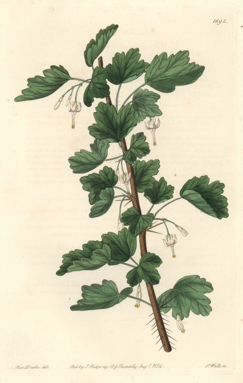 Groseillier, originaire d