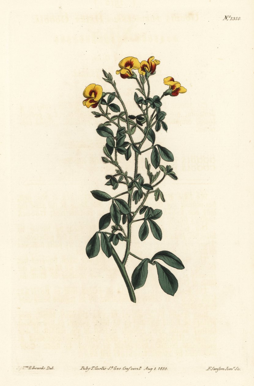 Goodia velue, Goodia lotifolia var. pubescens (Goodia pubescens). Gravure à la main par F. Sansom Jr. d