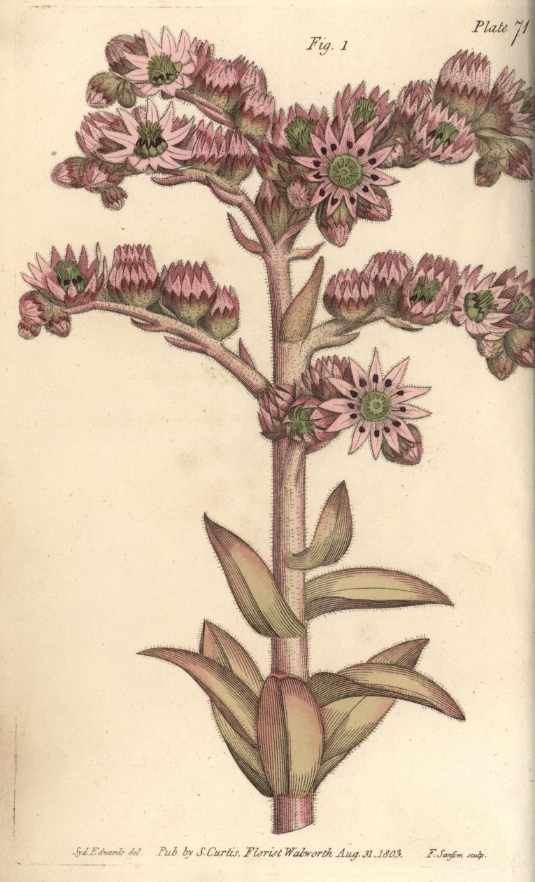 Joubarbe, Sempervivum tectorum, Dodecagynia, fleur hermaphrodite à 12 pistils - Sydenham Teast Edwards