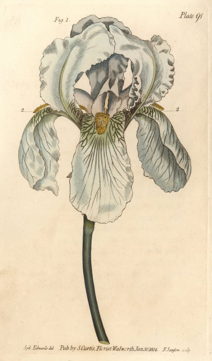 Iris florentina, Iris germanica nothovar - Sydenham Teast Edwards