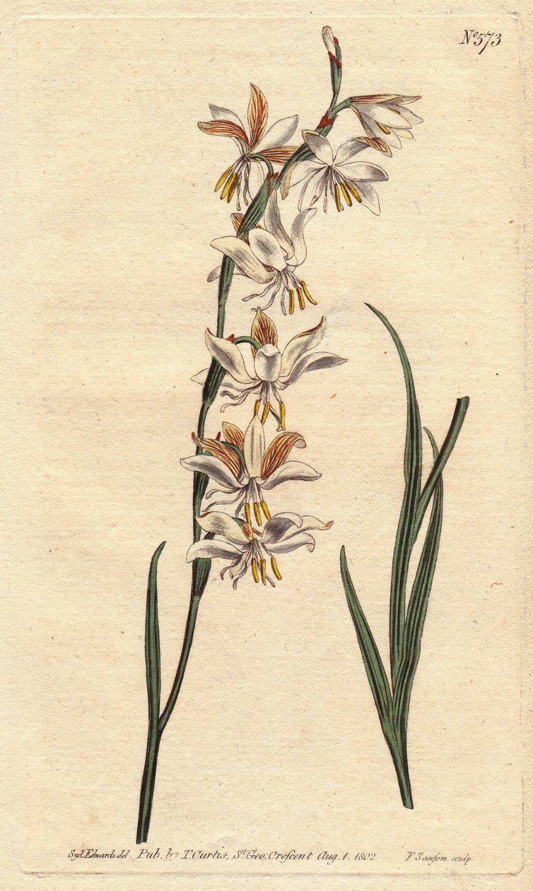 Ixia avec des veines blanches, jaunes et orange. Ixia radiata. Gravure à la main en couleur d