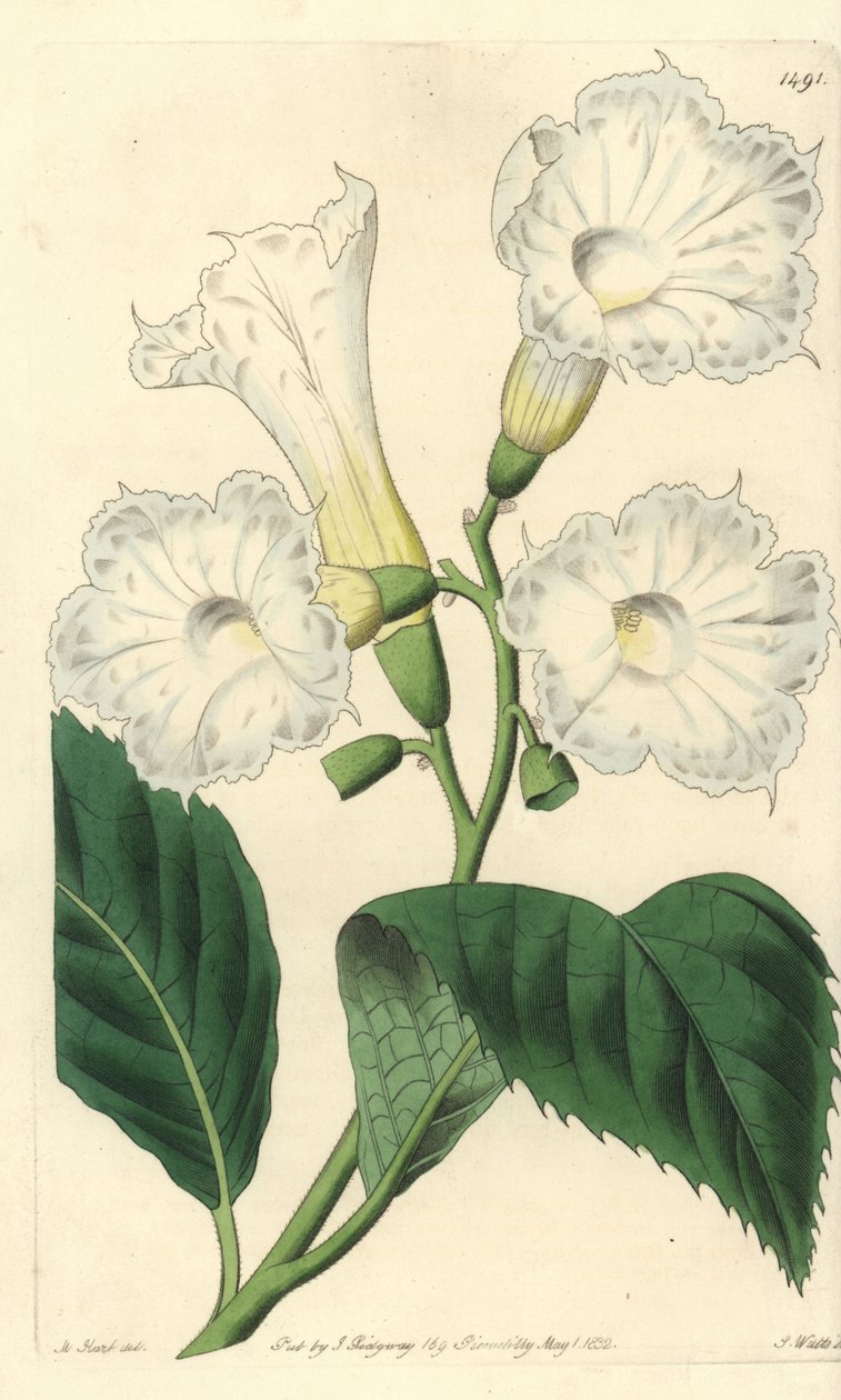 Cordia à grandes fleurs - Sydenham Teast Edwards