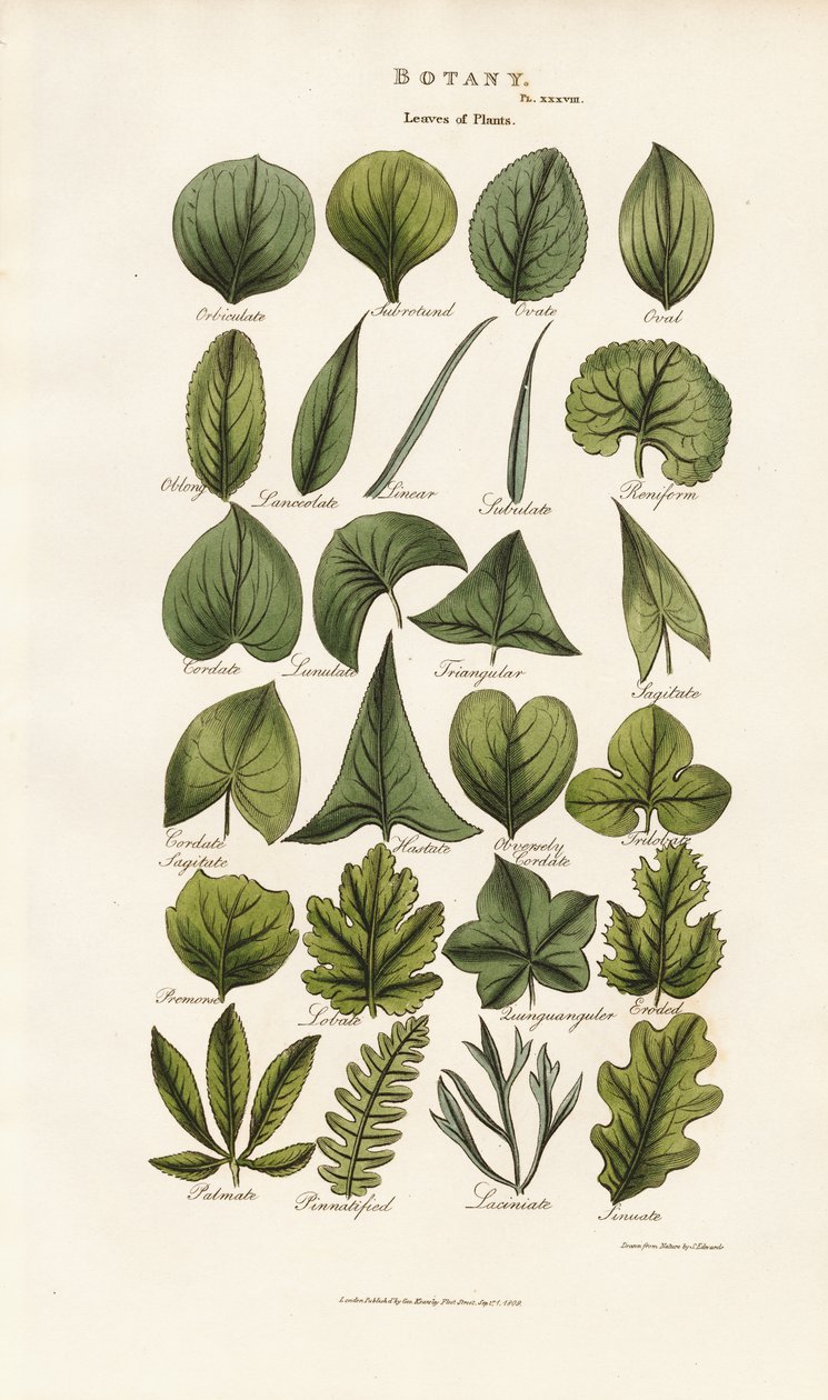 Les formes de feuilles en morphologie botanique - Sydenham Teast Edwards