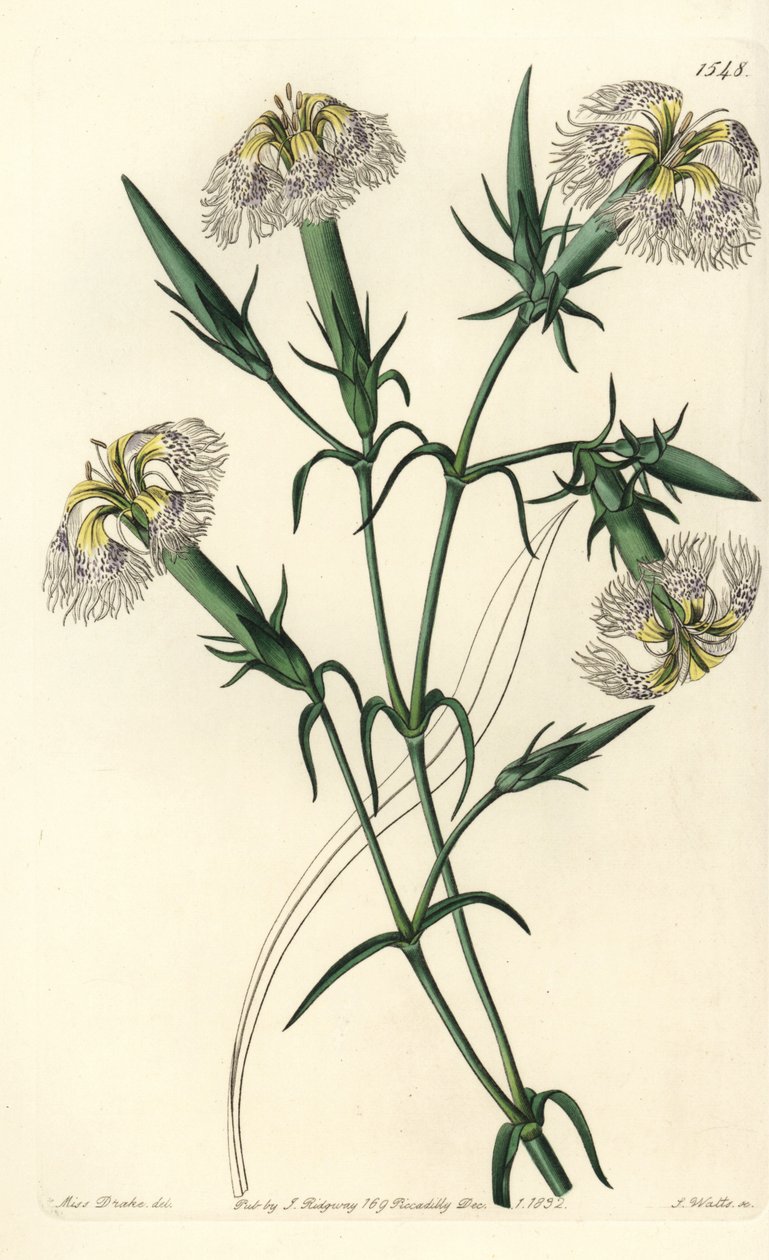 Œillet du Liban (espèce en danger) - Œillet du Liban, Dianthus libanotis. Espèce en danger. Gravure sur cuivre coloriée à la main par S. Watts d