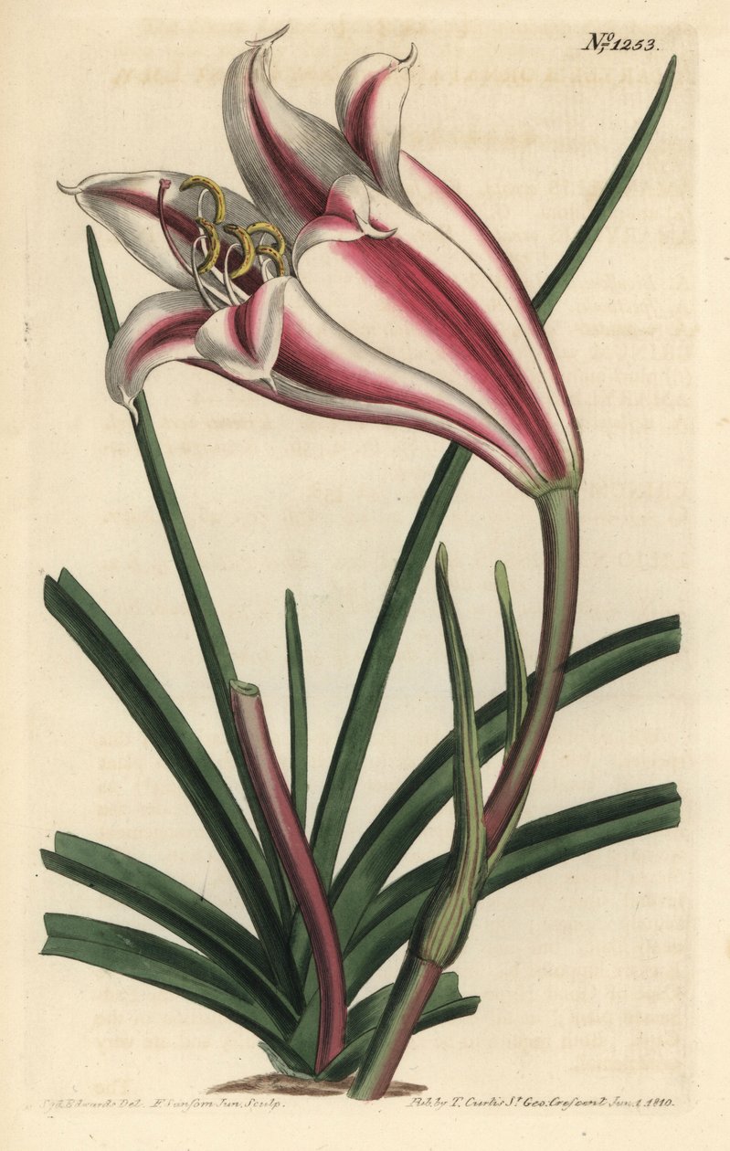 Lys variété - Sydenham Teast Edwards