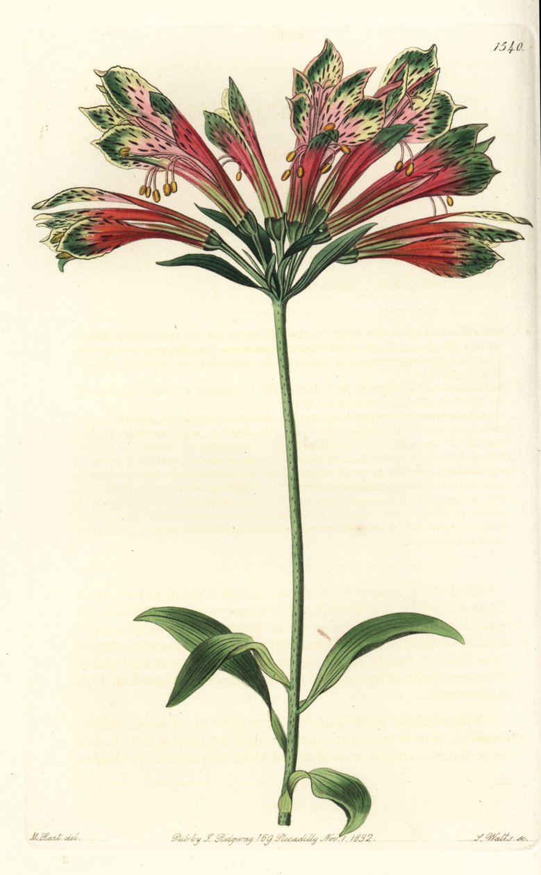 Lys des Incas ou du Pérou - Alstroemeria pulchella - Sydenham Teast Edwards