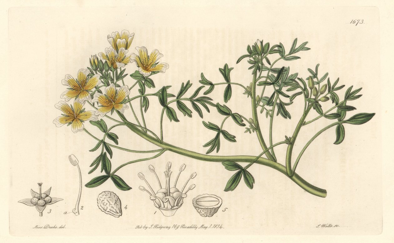 Limnanthe, originaire de Californie - du Botanical Register - Sydenham Teast Edwards