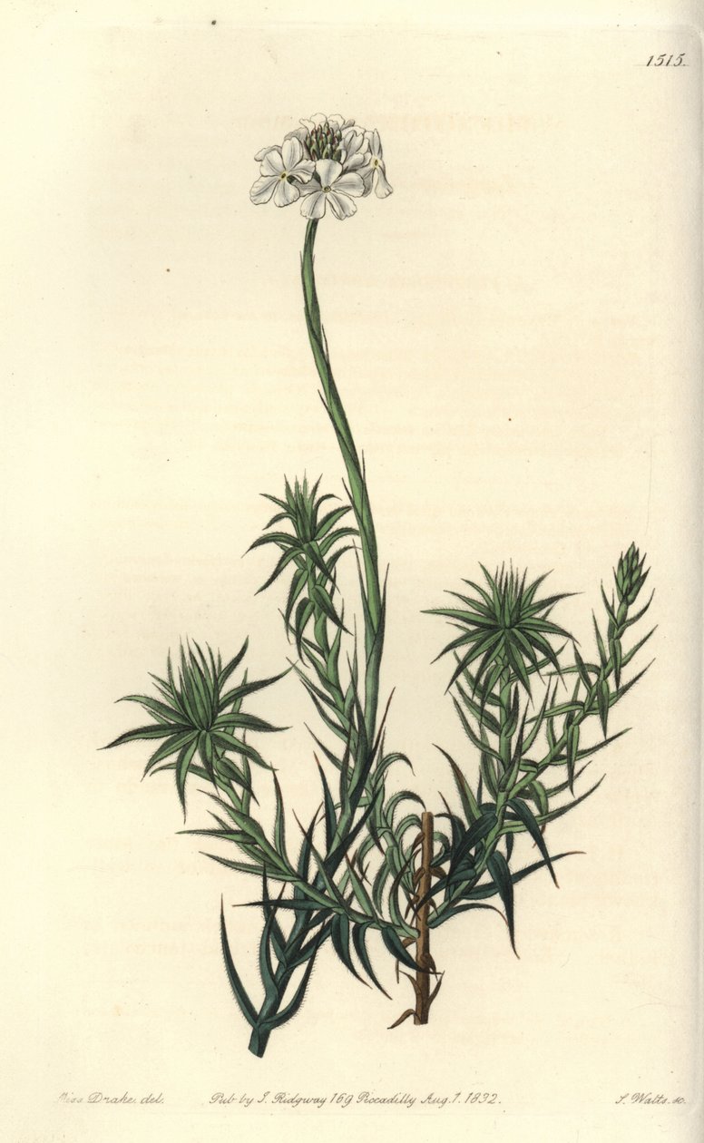 Sphenotoma à longues feuilles (illustration de Sarah Drake, gravure de S. Watts) - Sydenham Teast Edwards