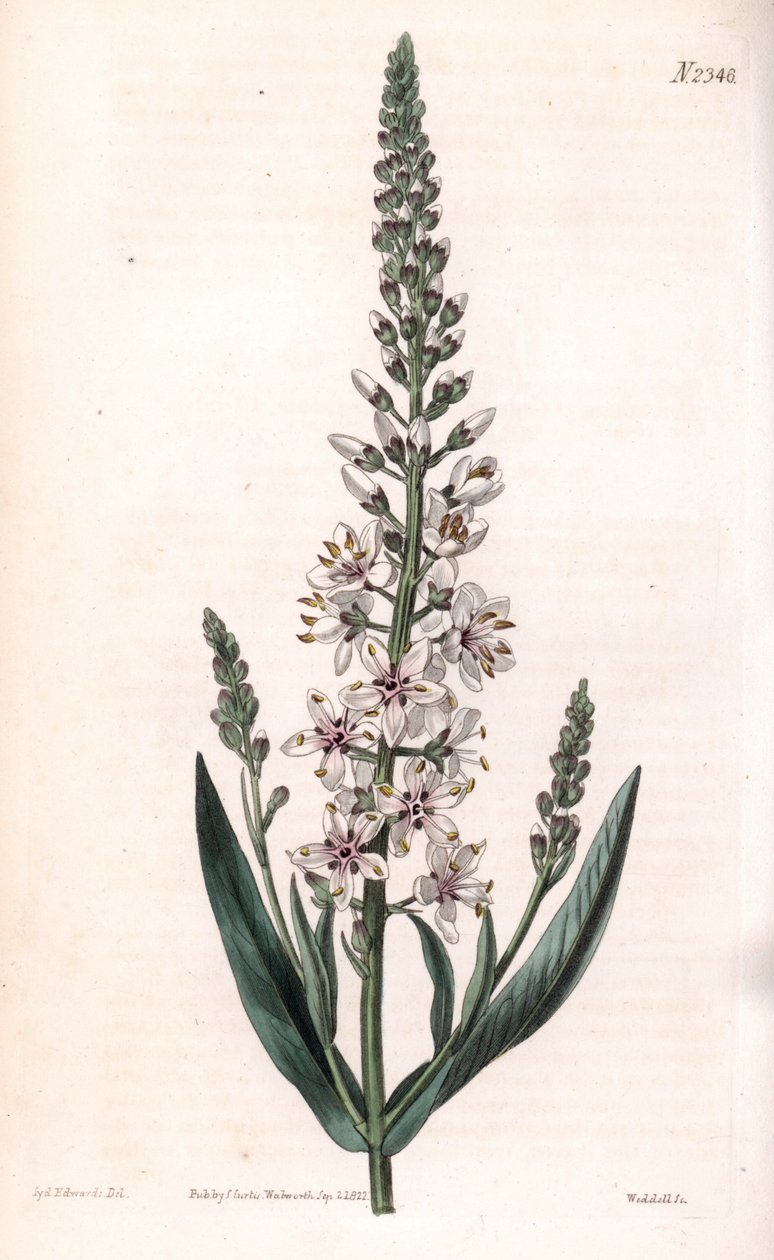 Lysimaque éphémère - Sydenham Teast Edwards
