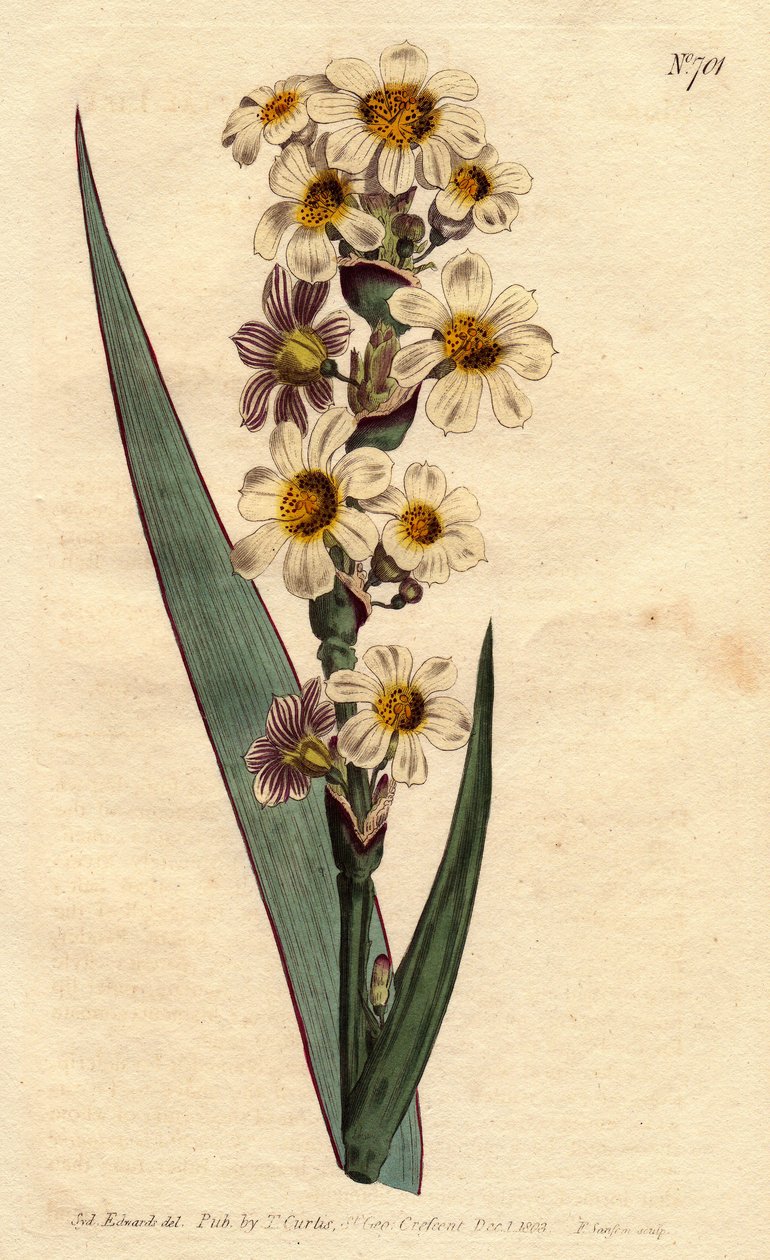 Marica à fleurs striées blanches, jaunes et pures - Sydenham Teast Edwards