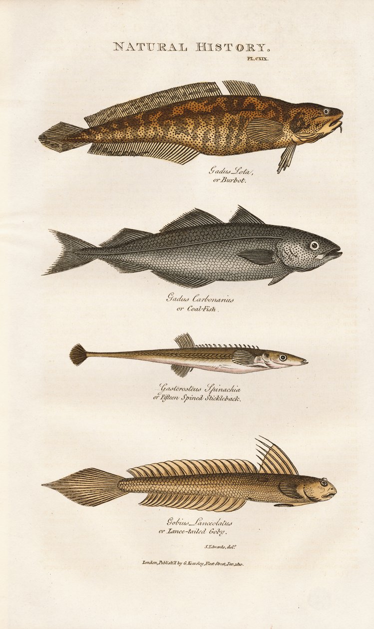 Poissons marins des eaux côtières européennes - Sydenham Teast Edwards