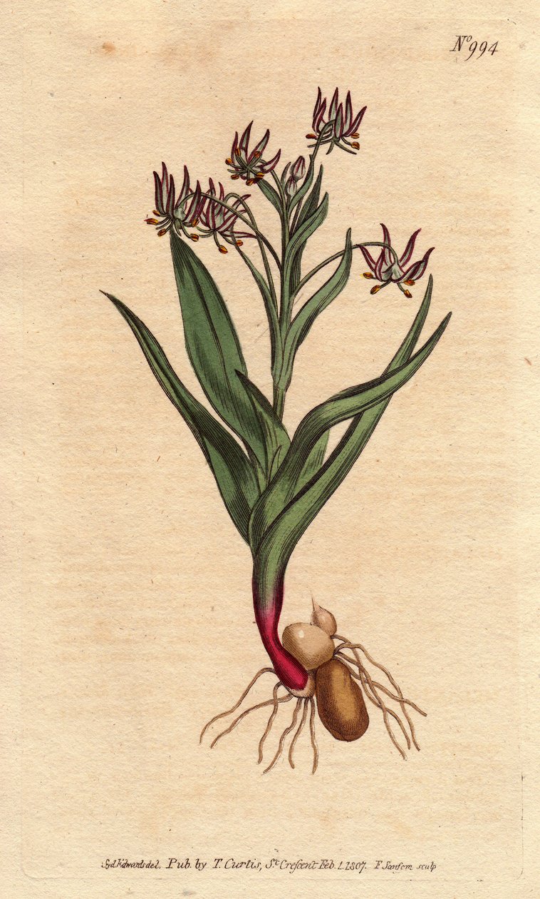 Mélanthium ramifié, avec de nombreuses petites fleurs lilas, bulbe et racines - Sydenham Teast Edwards