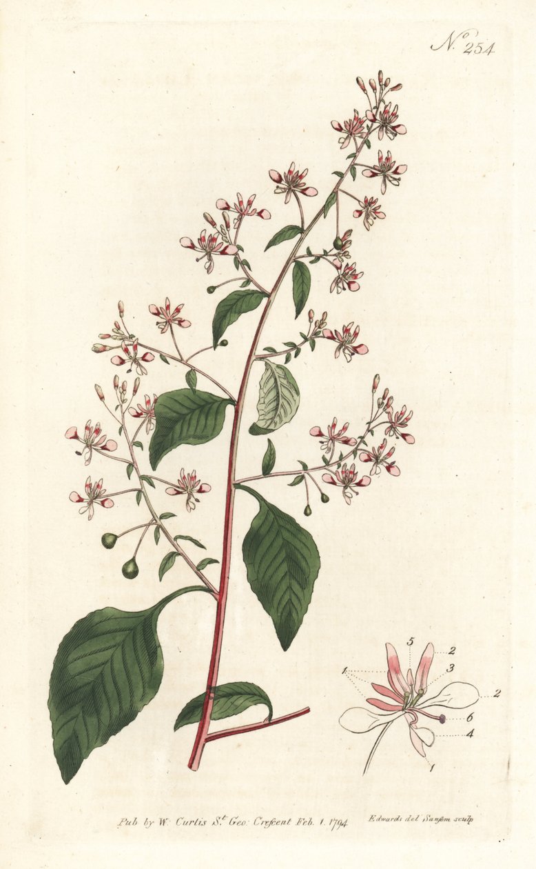 Fleur de moustique ou lopezia mexicaine (illustration de Sydenham Edwards, gravure de Sansom) - Sydenham Teast Edwards