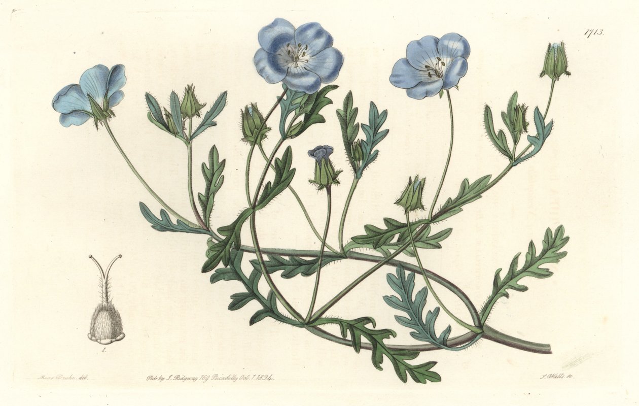 Namophile maculée, originaire de Californie - Sydenham Teast Edwards