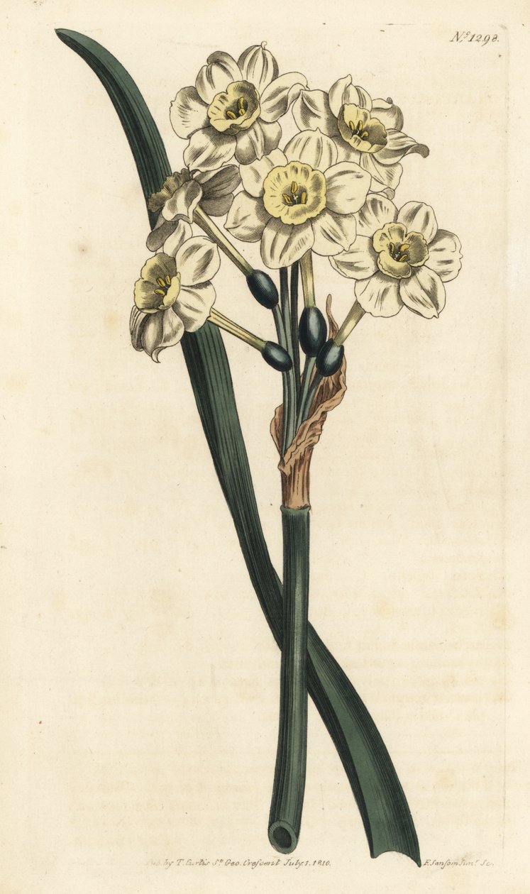 Narcisse en bouquet - Narcisse à fleurs groupées, Narcissus tazetta (Narcisse de jardin à coupe pâle; Narcissus orientalis) - Gravure à la main en cuivre par F. Sansom Jr. d