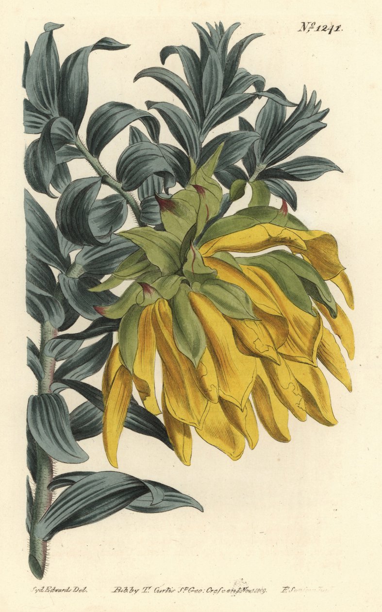 Liparia splendens (Liparia à feuilles de ruscus, Liparia sphaerica). Gravure à la main par F. Sansom Jr. d