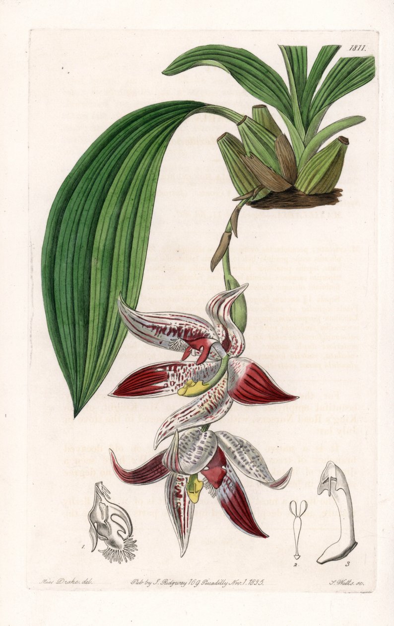 Orchidée : Paphinia cristata, originaire d