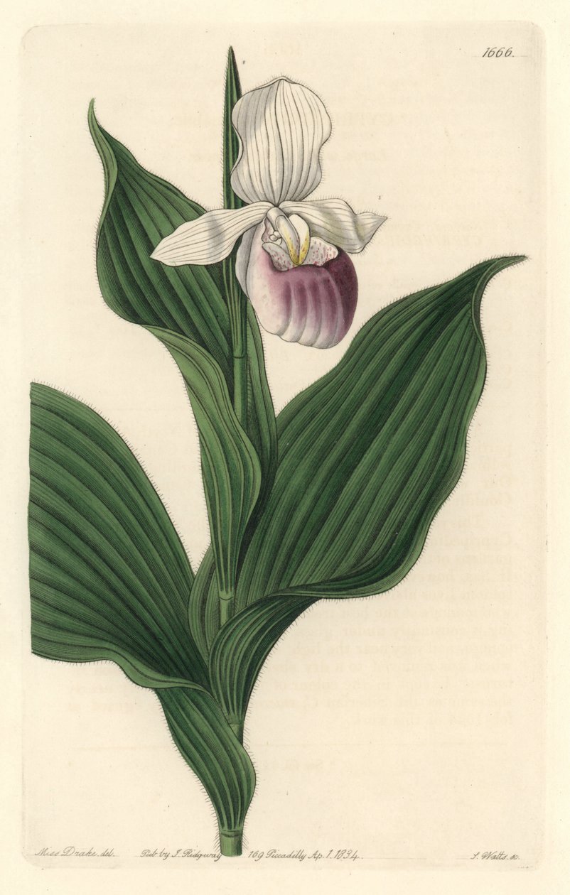Orchidée, Cypripède Royal (illustration de Sarah Anne Drake) - Sydenham Teast Edwards