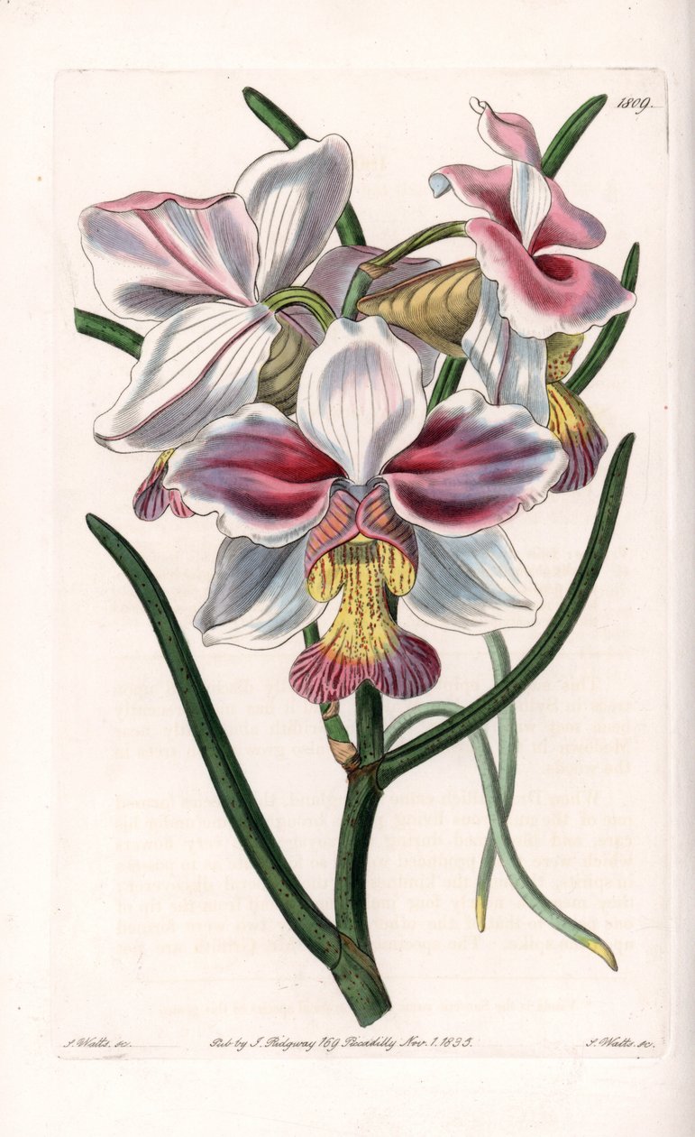Orchidée : Vanda variété, espèce épiphyte d
