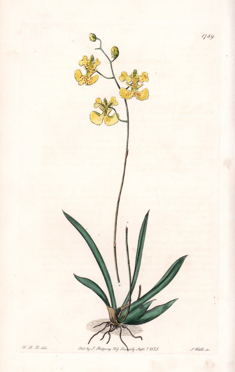 Orchidée : variété Tolumnia guianensis, endémique d