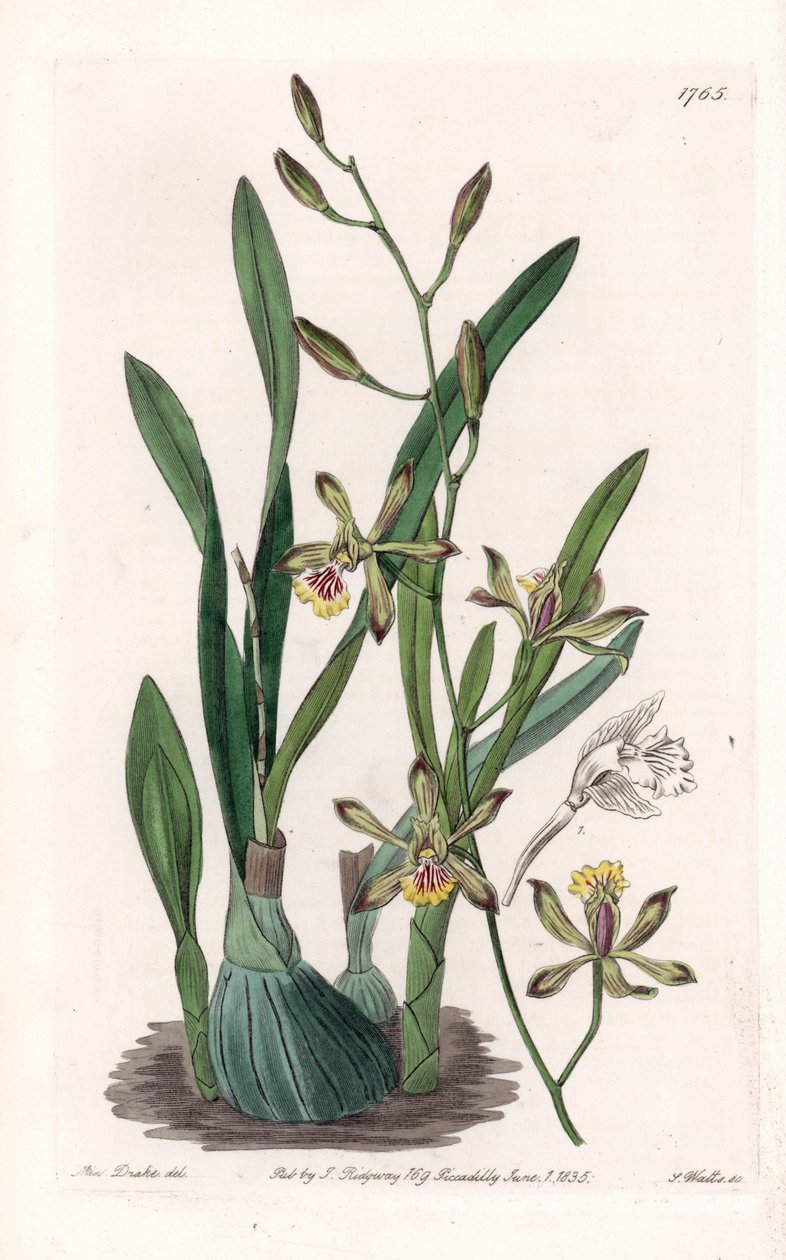 Orchidée : épidendre grêle - Sydenham Teast Edwards