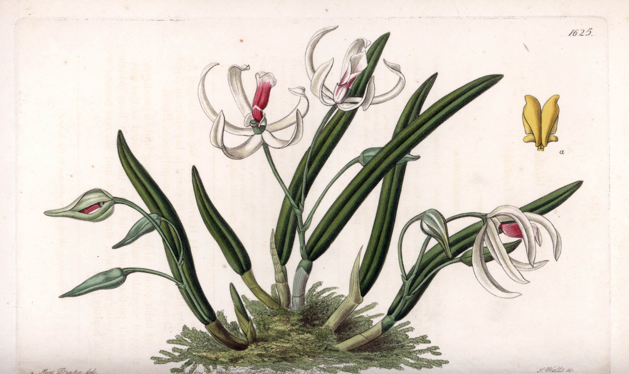 Orchidée : variété miniature de leptotes - Sydenham Teast Edwards