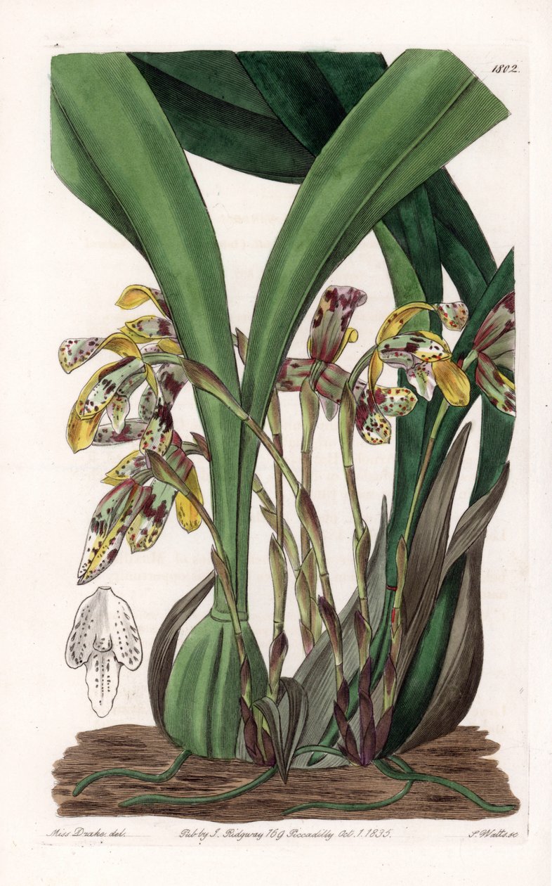 Orchidée : variété de maxillaria, originaire d